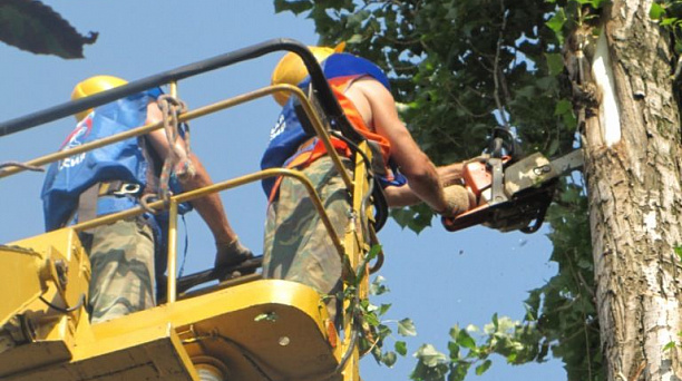  Снос аварийных деревьев