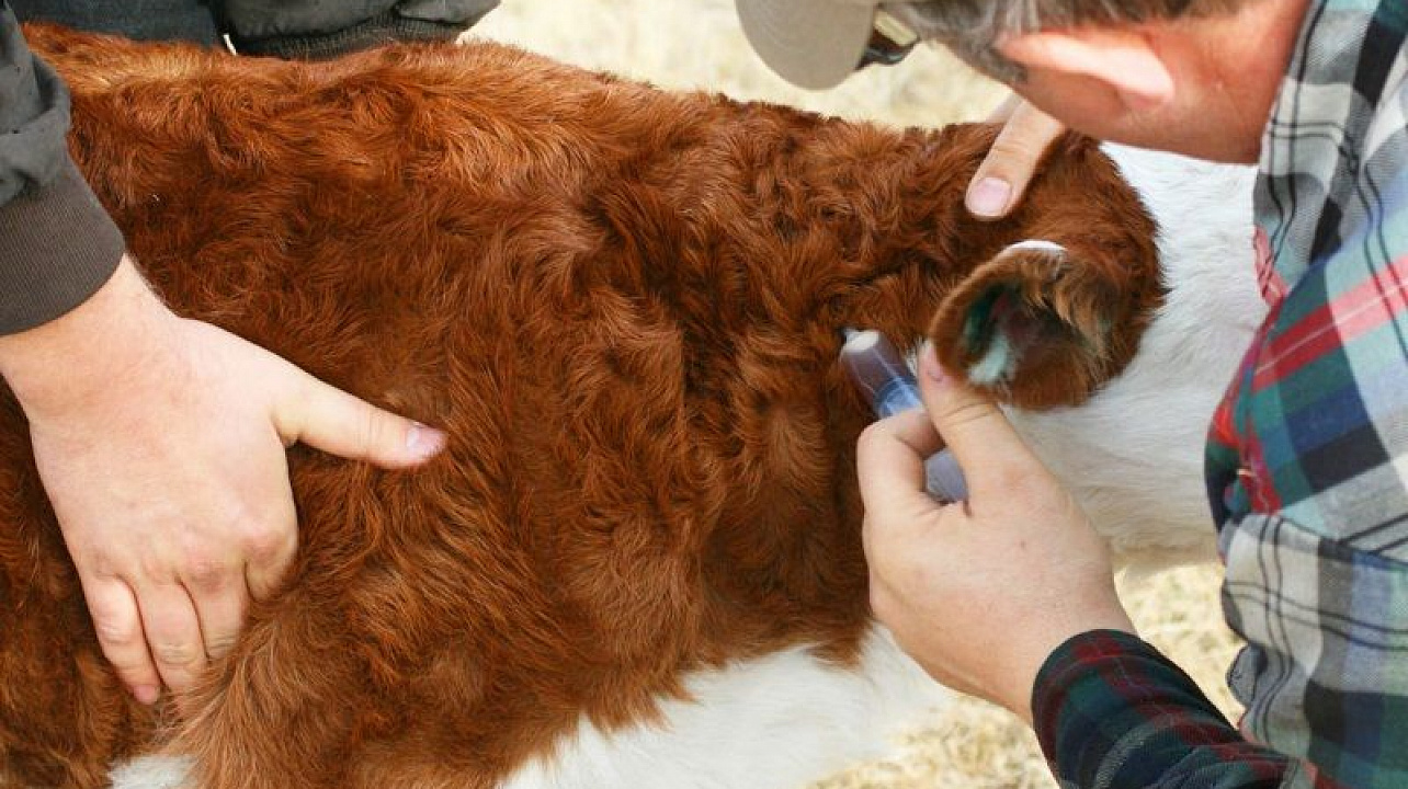 В Краснодаре продолжается вакцинация сельскохозяйственных животных