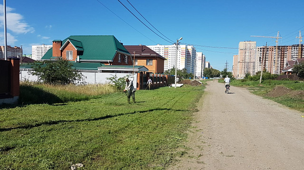 В Прикубанском округе уничтожена амброзия на площади 4700 гектаров