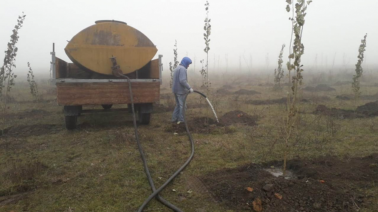 В станице Старокорсунской проходит осенний этап акции «Краснодар 10000 деревьев»