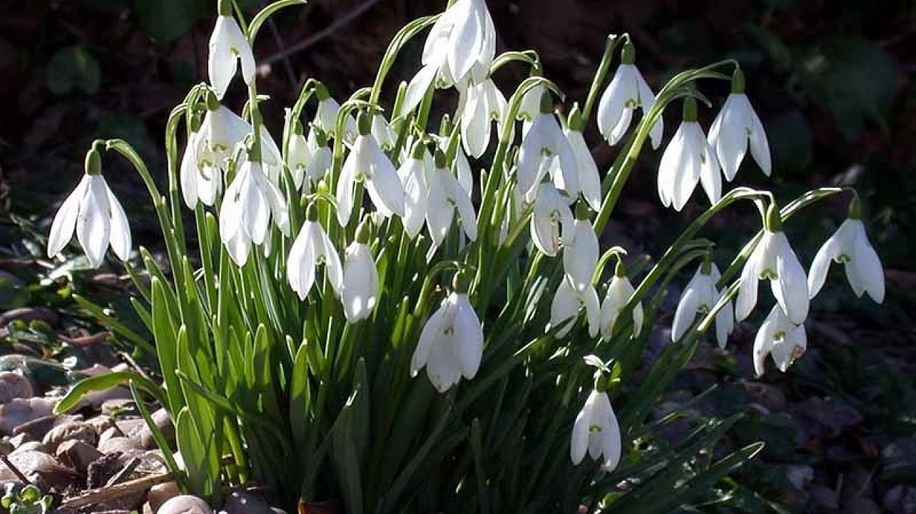 В Прикубанском округе проходят рейдовые мероприятия «Первоцветы» 