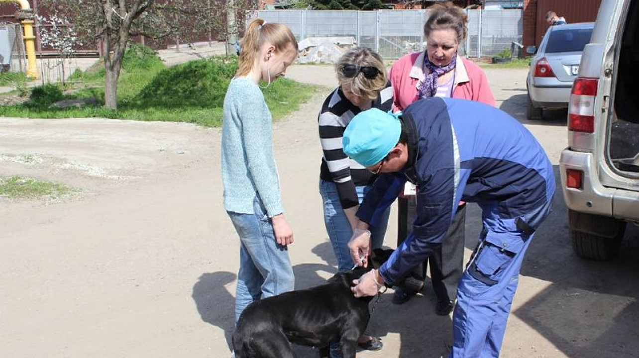 В Центральном округе прошла вакцинация животных