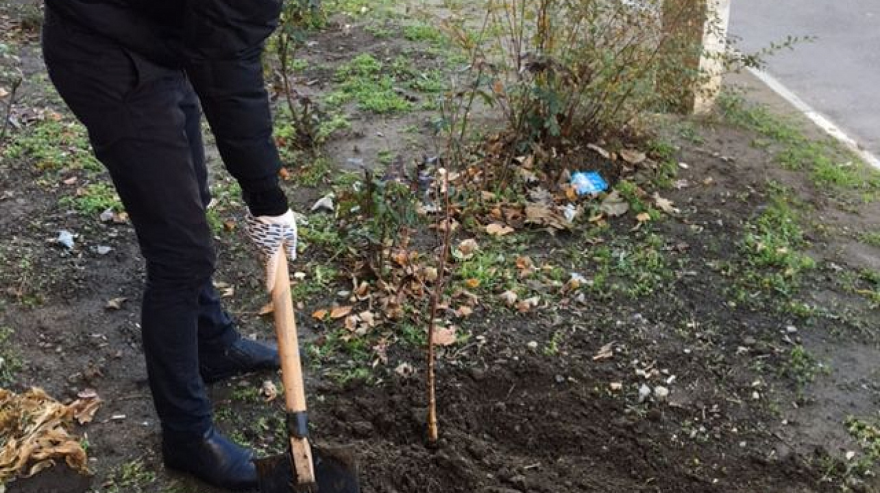 В Западном округе проведена высадка многолетних растений