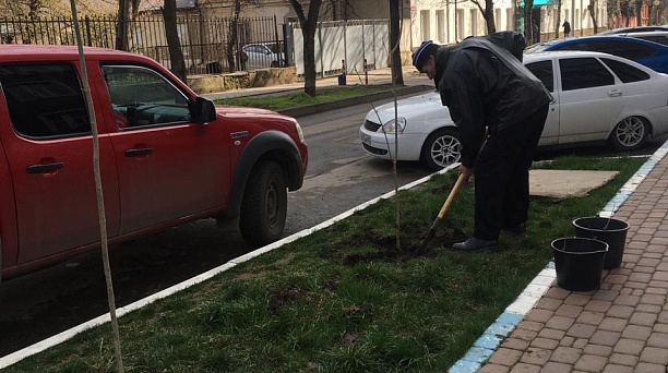 Жители Западного  округа по заявке могут получить саженцы деревьев для высадки на придомовых территориях