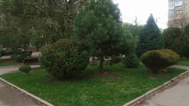 Подготовка к зиме: в Краснодаре выполняют обрезку кустарников и деревьев