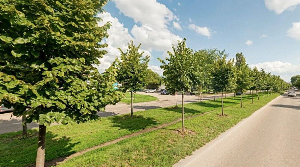 Деревья с участка строительства новой трамвайной ветки по ул. Московской в Краснодаре могут перенести к Западному трамвайному депо