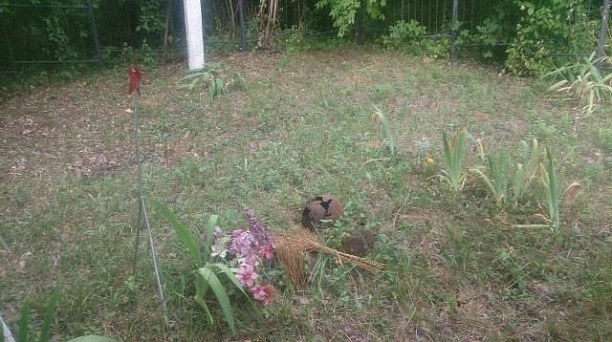 Солдатами не рождаются - солдатами умирают