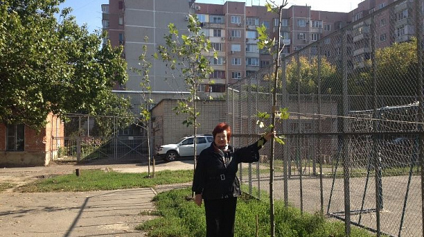 В Центральном округе высадили платаны