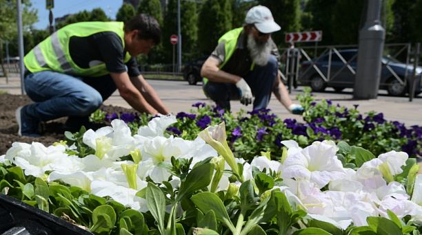 Весной в Краснодаре высадят около 300 тысяч цветов