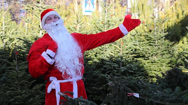 В Краснодаре готовят к открытию ёлочные базары