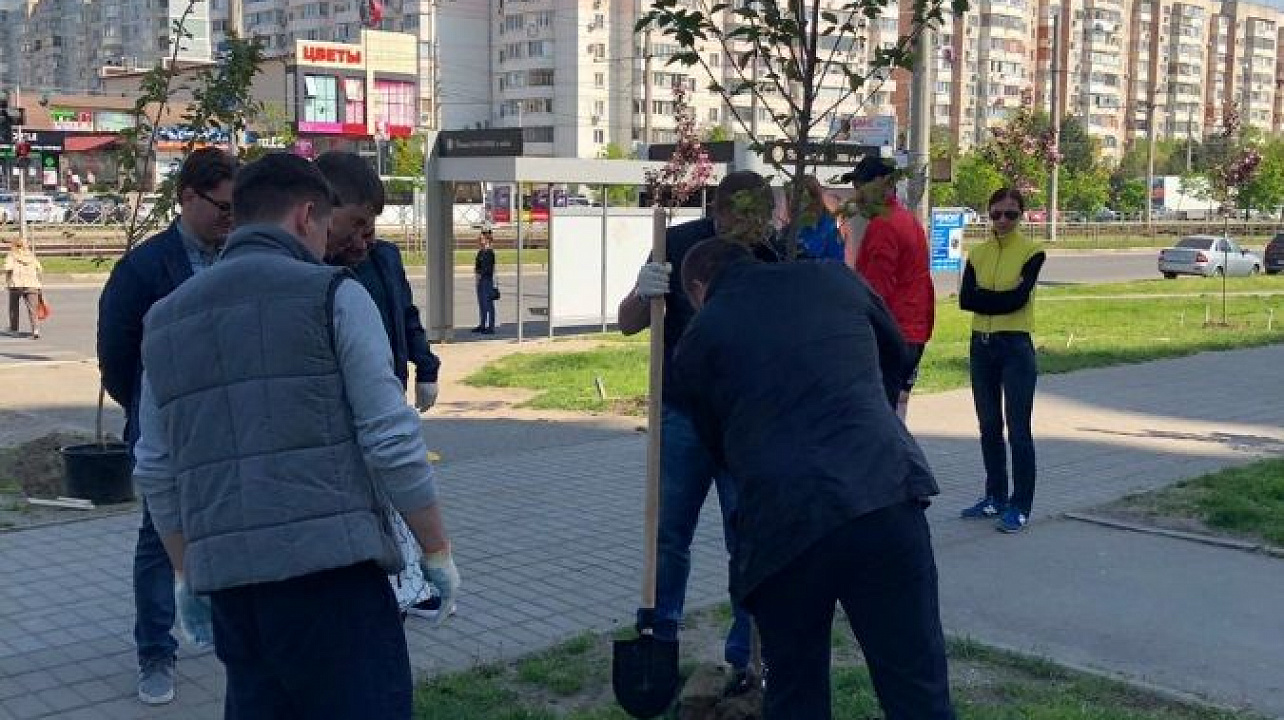 На аллее в Юбилейном микрорайоне Краснодара высадили 50 деревьев