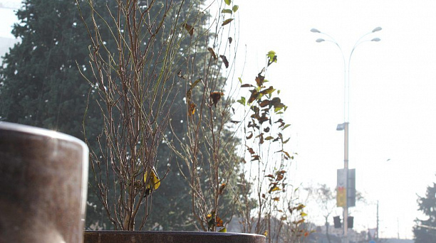 На Театральной площади Краснодара установили 28 новых вазонов с магнолиями