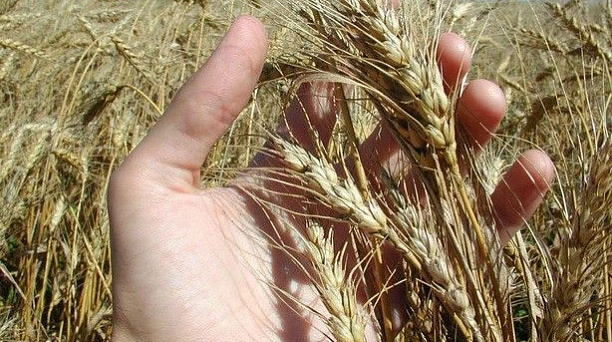 Четыре прикубанских сельхозпредприятия достигли лучших результатов по урожайности