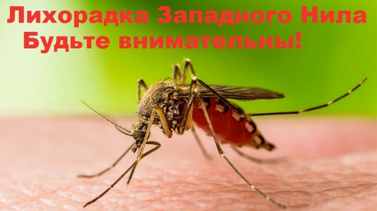 Осторожно! Лихорадка Западного Нила_.jpg