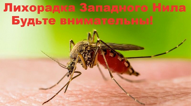 Осторожно! Лихорадка Западного Нила!
