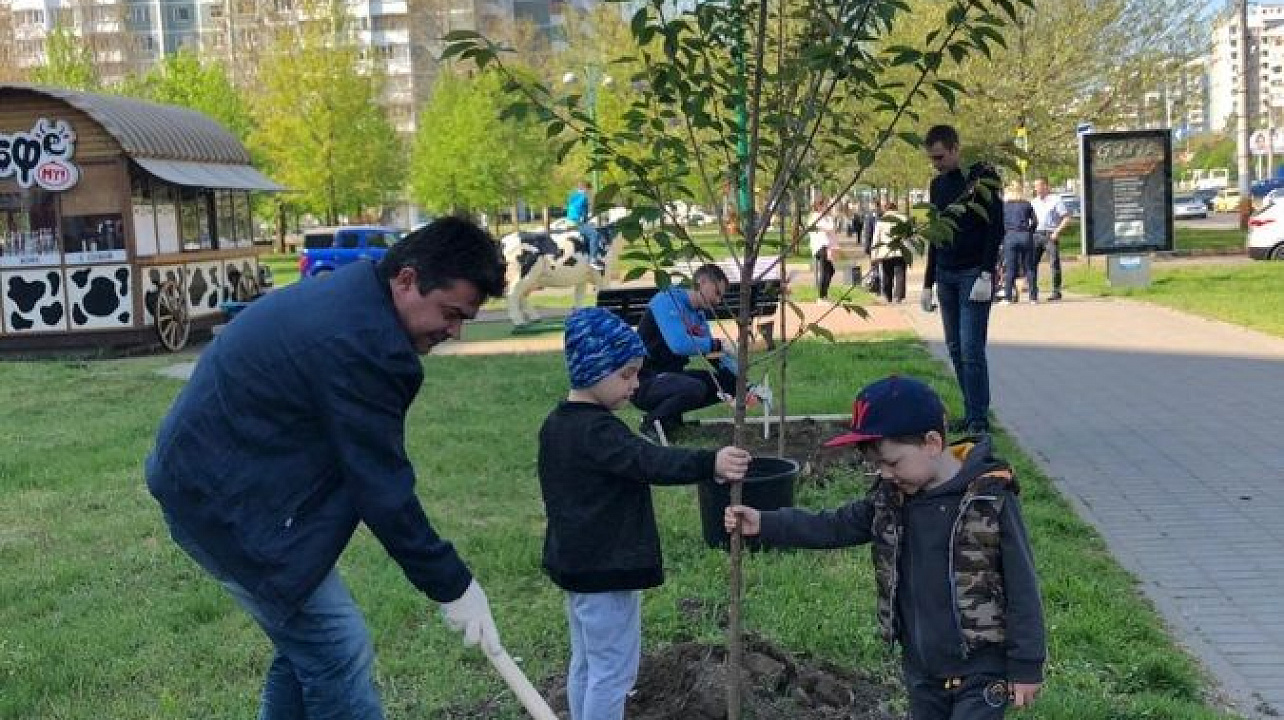 На аллее в Юбилейном микрорайоне Краснодара высадили 50 деревьев