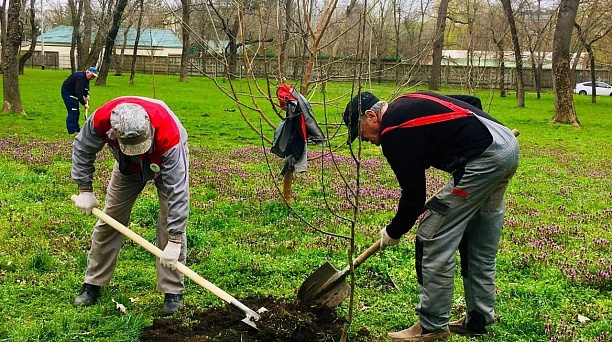 Более 2000 деревьев и кустарников высадят до конца года в Краснодаре