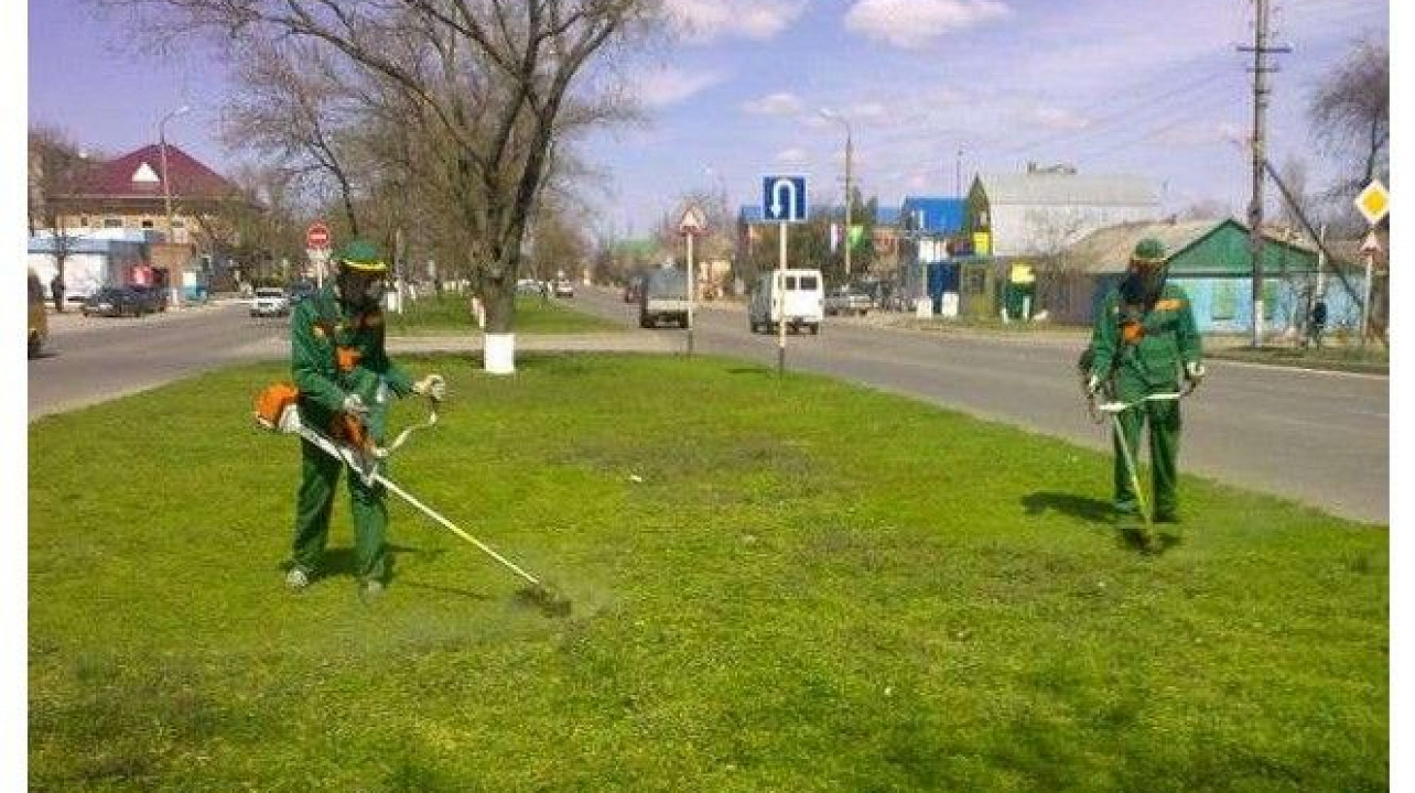 В Прикубанском округе уничтожена амброзия на площади более 3200 гектаров