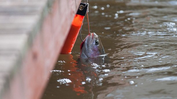 В Краснодарском крае действует запрет на вылов и реализацию рыбы, не достигшей промыслового размера