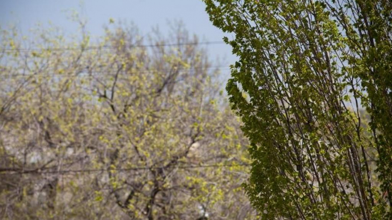 Администрация Западного округа предупреждает об усилении ветра