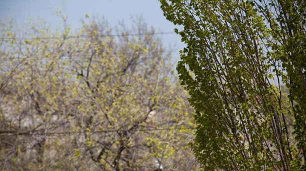Администрация Западного округа предупреждает об усилении ветра