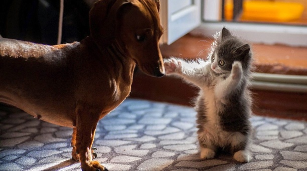 Правила для владельцев домашних животных