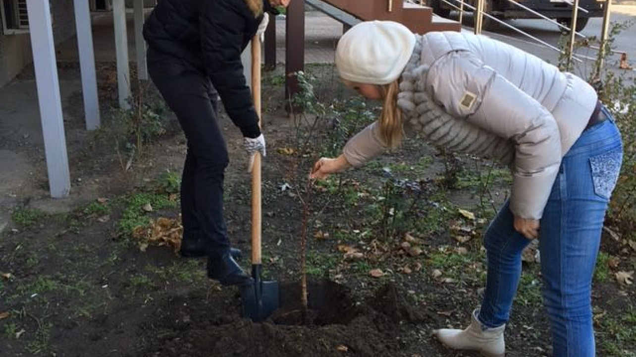 В Западном округе проведена высадка многолетних растений