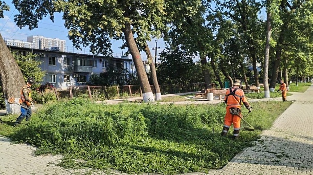 В Краснодаре за сезон выкосили более 15 тысяч гектаров амброзии
