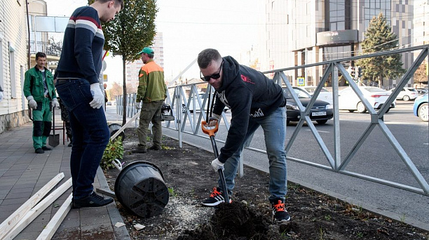 На отремонтированной ул. им. Суворова в Краснодаре высадили декоративные деревья и делают вертикальное озеленение