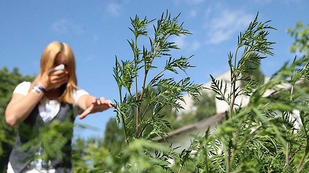 Совсем скоро начинается период активного цветения амброзии