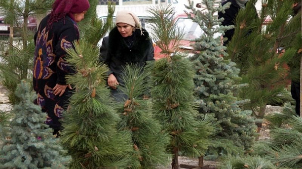 В Западном округе взяты под контроль елочные базары