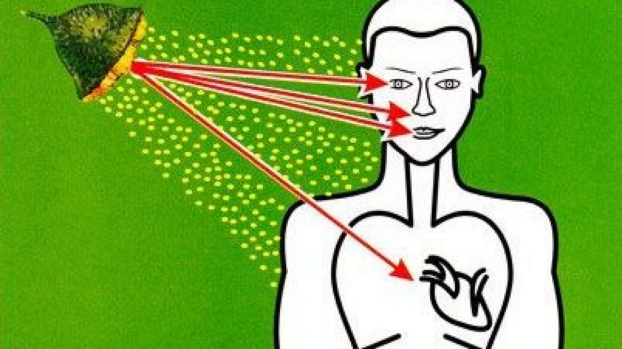 Амброзия полыннолистная опасный карантинный сорняк