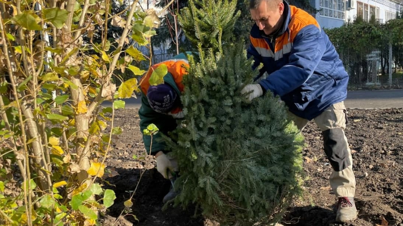 Продолжается озеленение второй очереди Симферопольского бульвара Краснодара