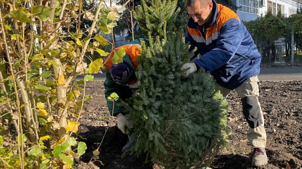 Продолжается озеленение второй очереди Симферопольского бульвара Краснодара