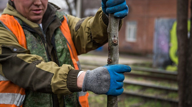 Стартовали работы по озеленению в новом сквере на углу улиц Симферопольской и Уральской в Краснодаре