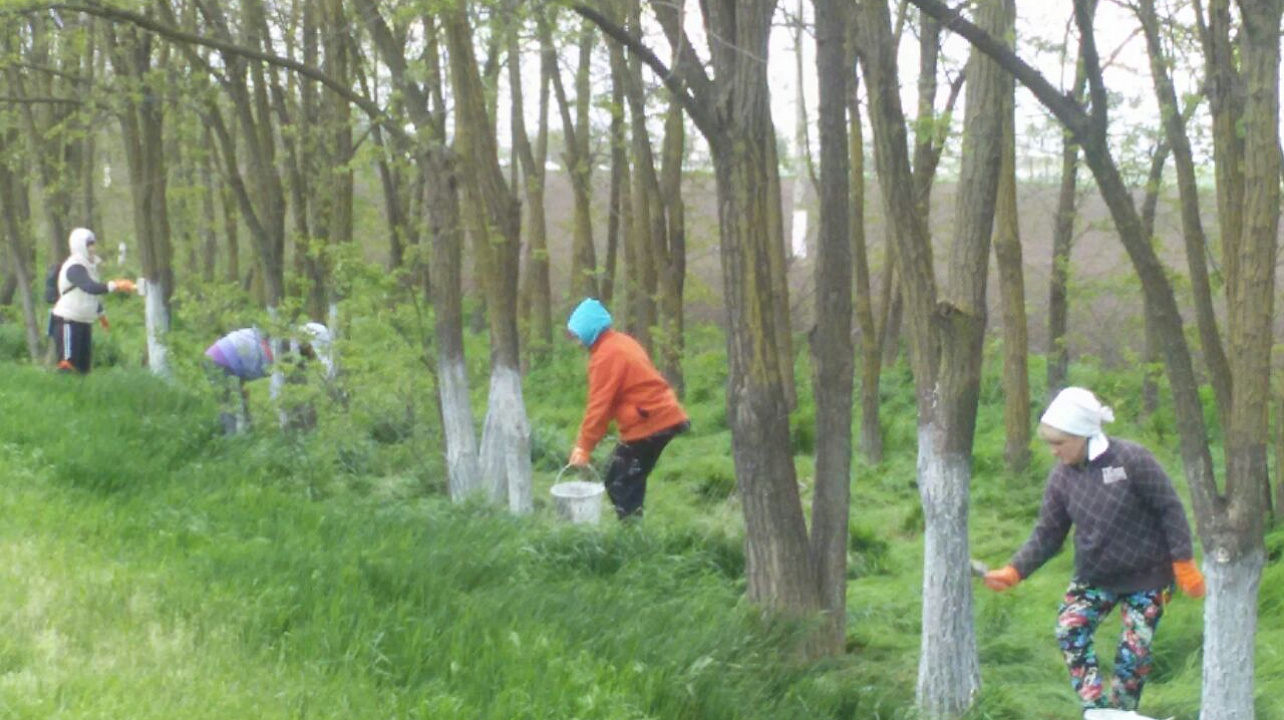Елизаветинцы побелили деревья вдоль трассы Краснодар-Кропоткин