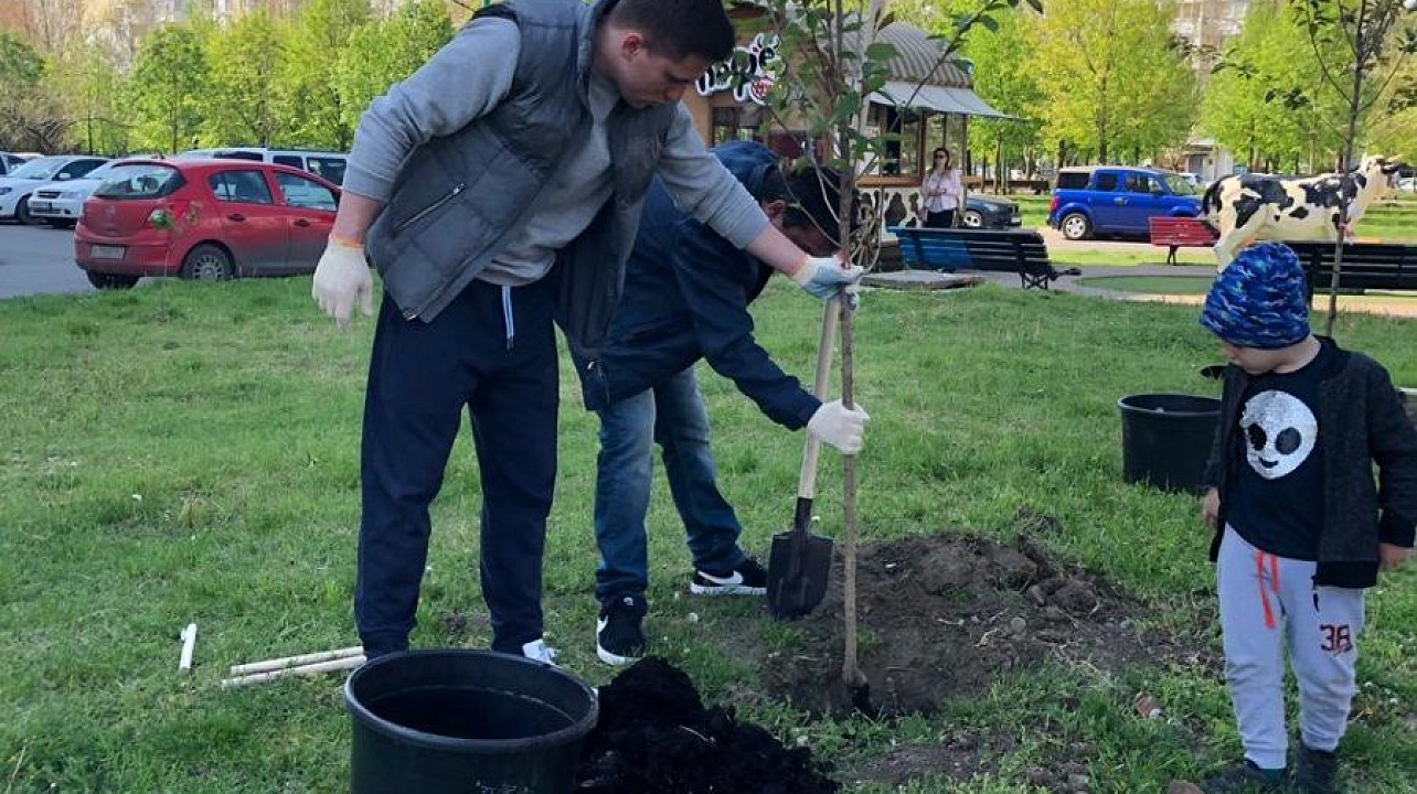 На аллее в Юбилейном микрорайоне Краснодара высадили 50 деревьев