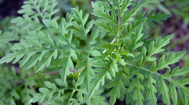 Администрация Центрального округа призывает бросить все силы на борьбу с амброзией