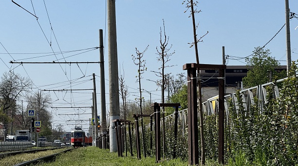 Евгений Наумов: Необходимо комплексно подходить к озеленению магистралей