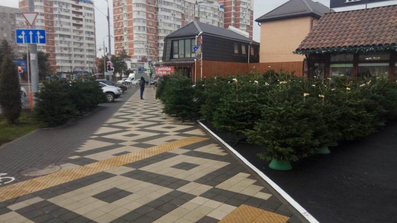 В Западном округе открылись елочные базары