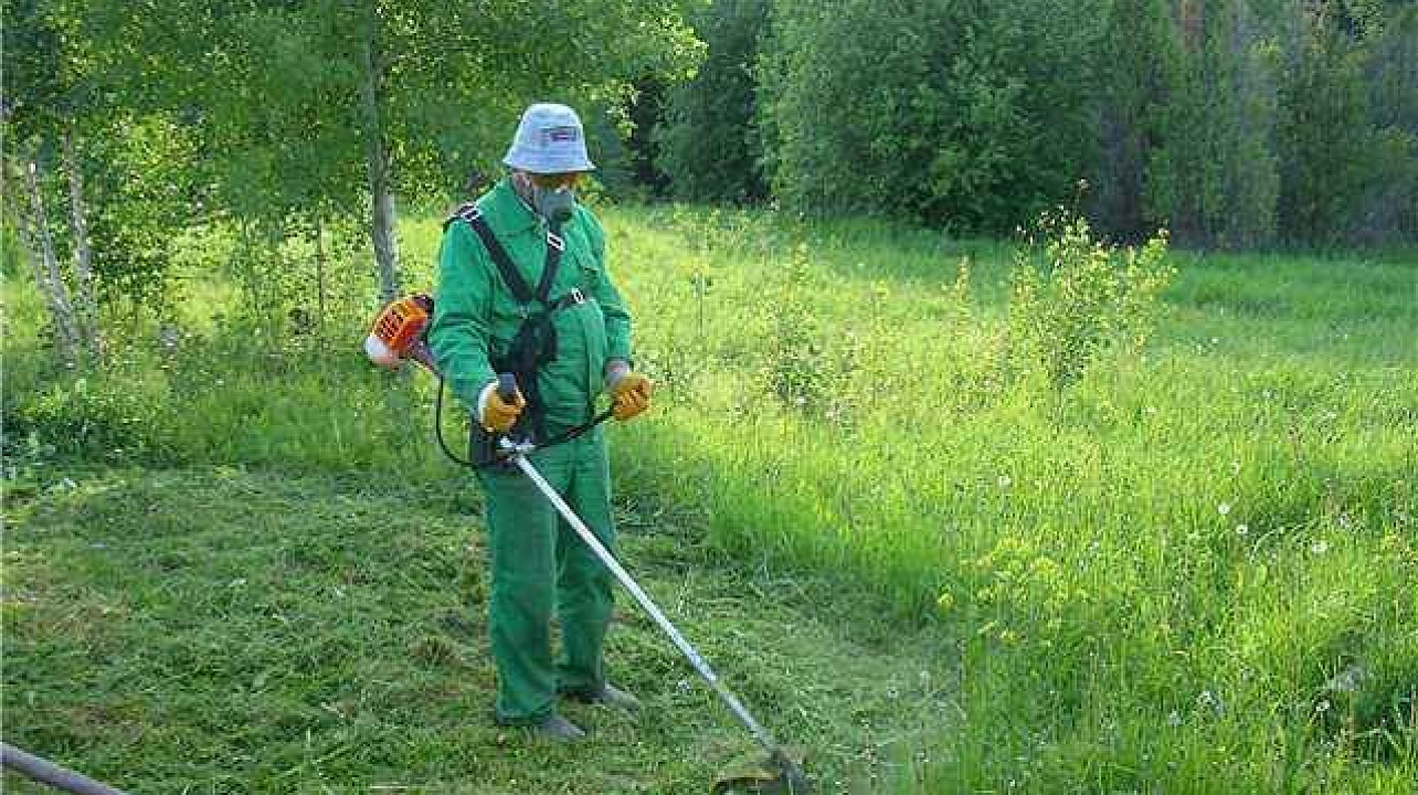 В Прикубанском округе продолжается уборка амброзии