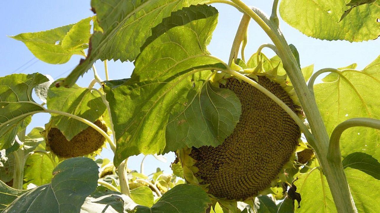 Фото: Пресс-служба администрации Краснодара