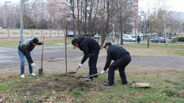 В Краснодаре перед бульваром им. Евскина высадили деревья