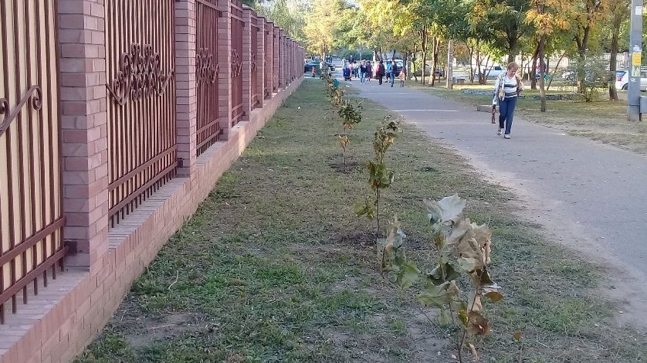 В Юбилейном микрорайоне высажены новые деревья