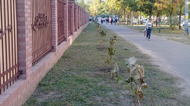В Юбилейном микрорайоне высажены новые деревья