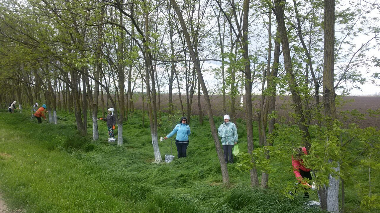 Елизаветинцы побелили деревья вдоль трассы Краснодар-Кропоткин