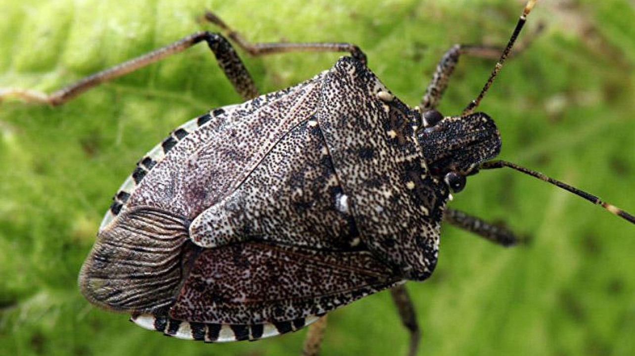 Администрация Центрального округа предупреждает: в Краснодаре выявлен опасный вредитель – коричнево-мраморный клоп