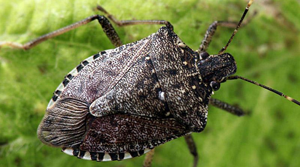 Администрация Центрального округа предупреждает: в Краснодаре выявлен опасный вредитель – коричнево-мраморный клоп