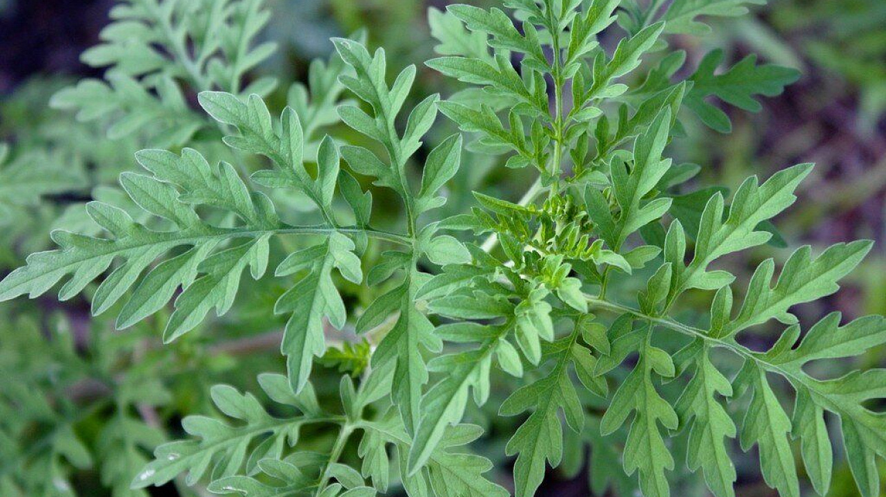 ВНИМАНИЮ ЗЕМЛЕПОЛЬЗОВАТЕЛЕЙ ВСЕХ ФОРМ СОБСТВЕННОСТИ, ЖИТЕЛЕЙ ГОРОДА КРАСНОДАРА!