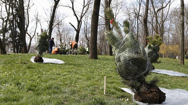 В Краснодаре в 2018 г. высадили более 7,5 тыс. деревьев и 30 тыс. кустарников